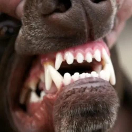 Dog Teeth