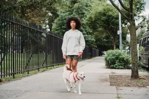 White dog pulling on leash