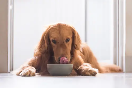Golden retriever licking lips eating food from dog bowl