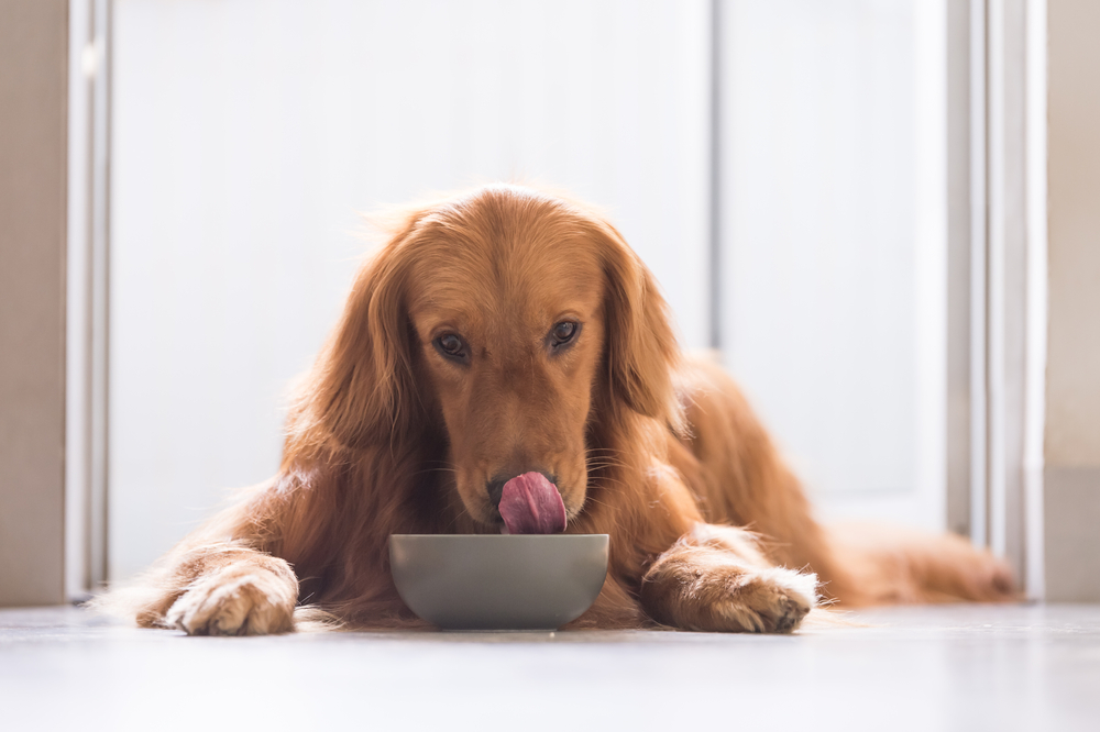 Golden retriever licking lips eating food from dog bowl