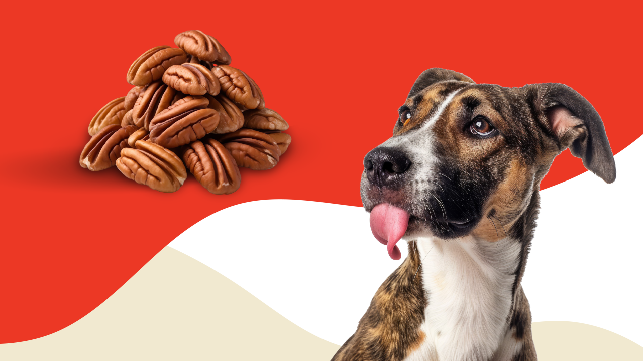 Can Dogs Eat Pecans