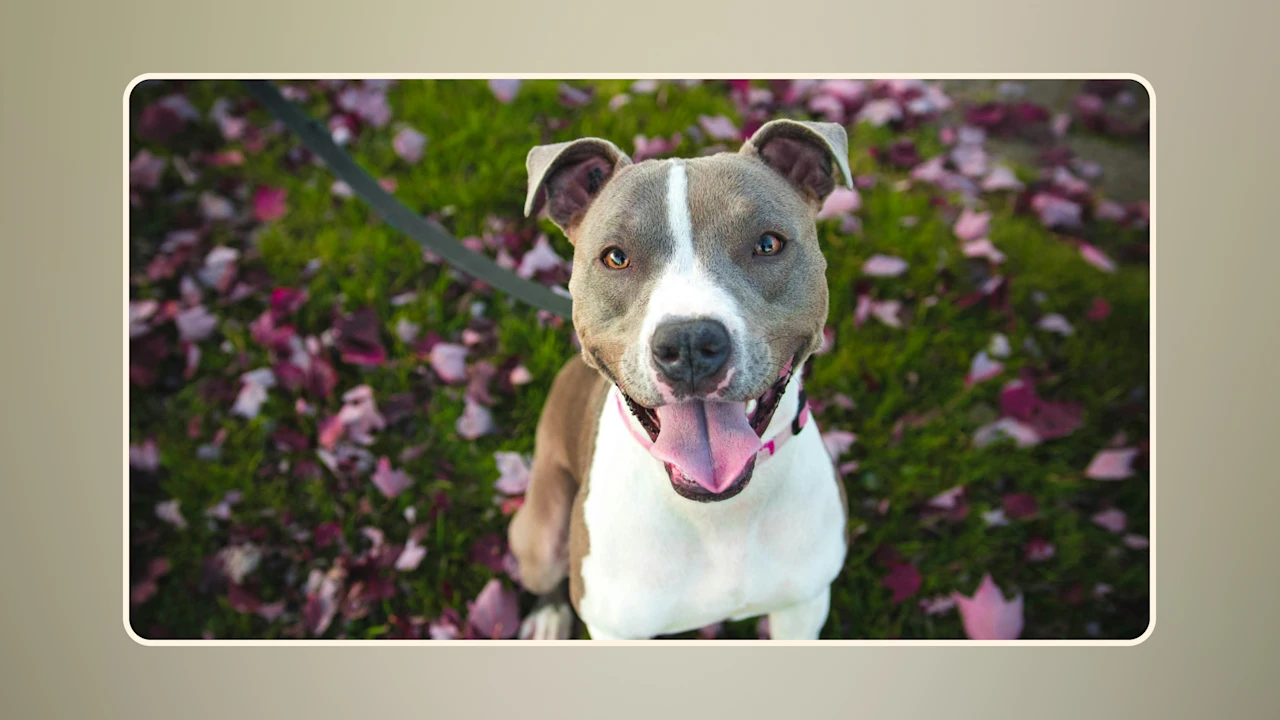 What’s the Best Dog Food for Pitbulls v1