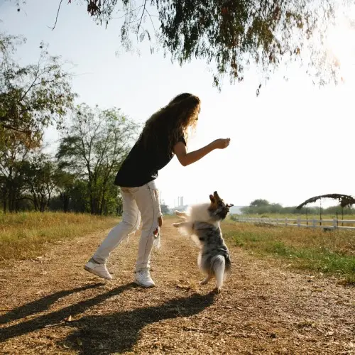 Playing with dogs