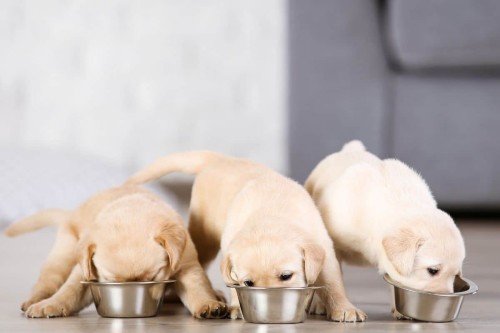 Can Puppies Eat Anchovies?