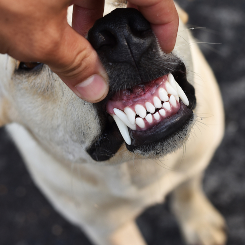 Dog teeth