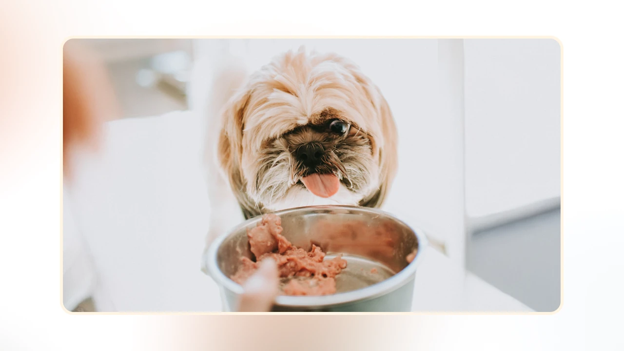 My Dog Seems Hungrier v1