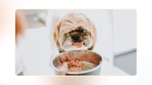 My Dog Seems Hungrier v1