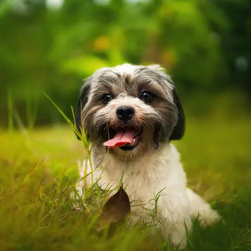 Dog laying down on grass
