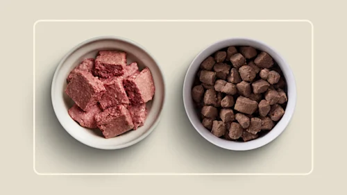 WFR we feed raw vs vs stevesrealfood