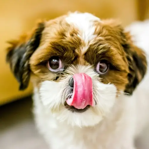 Puppy