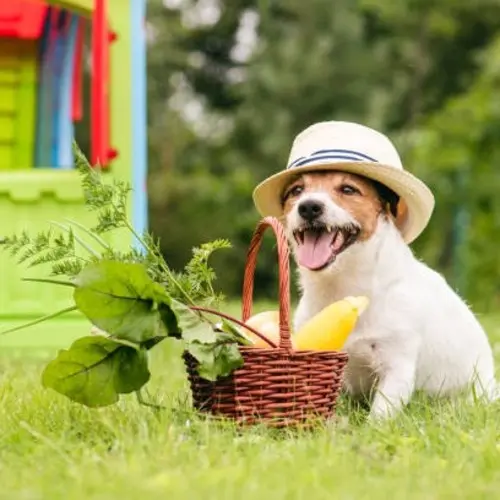 istockphoto-1152046733-612x612