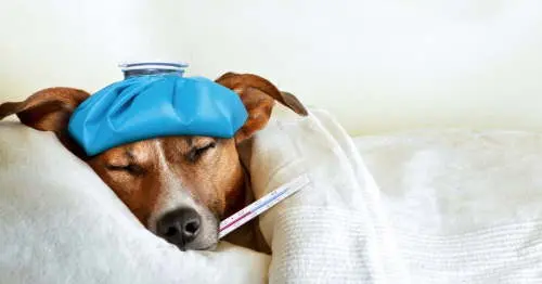 Sick Dog
