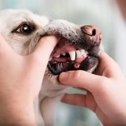Symptoms of Dental Disease in Dogs