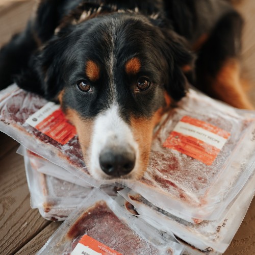 Bernese with Packets