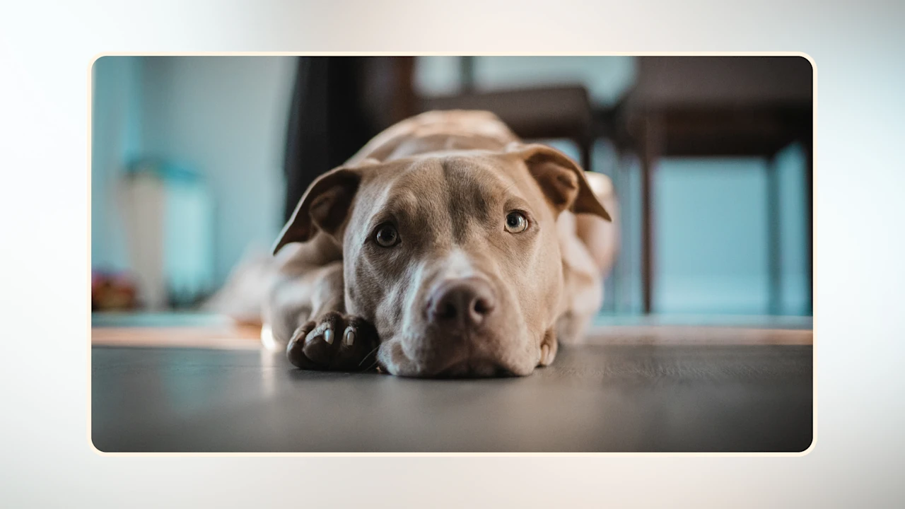 What to Do if Your Dog Has Digestive Upset v1
