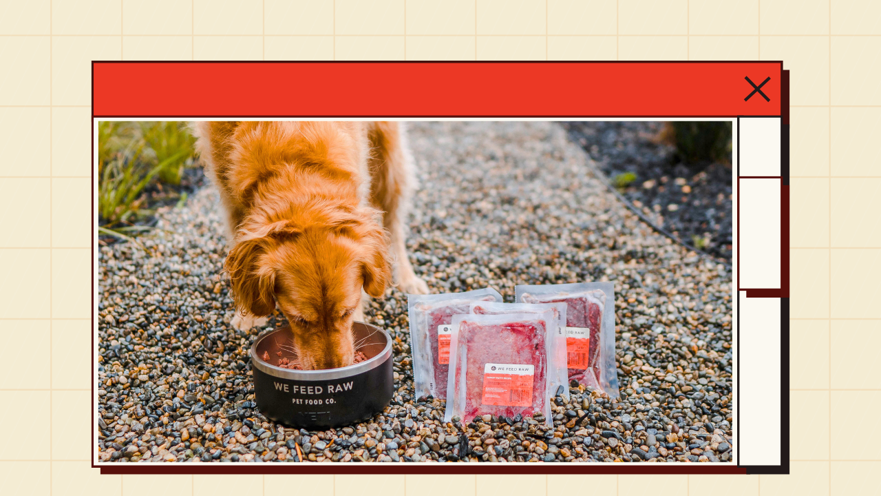 Golden Retriever Foods 1
