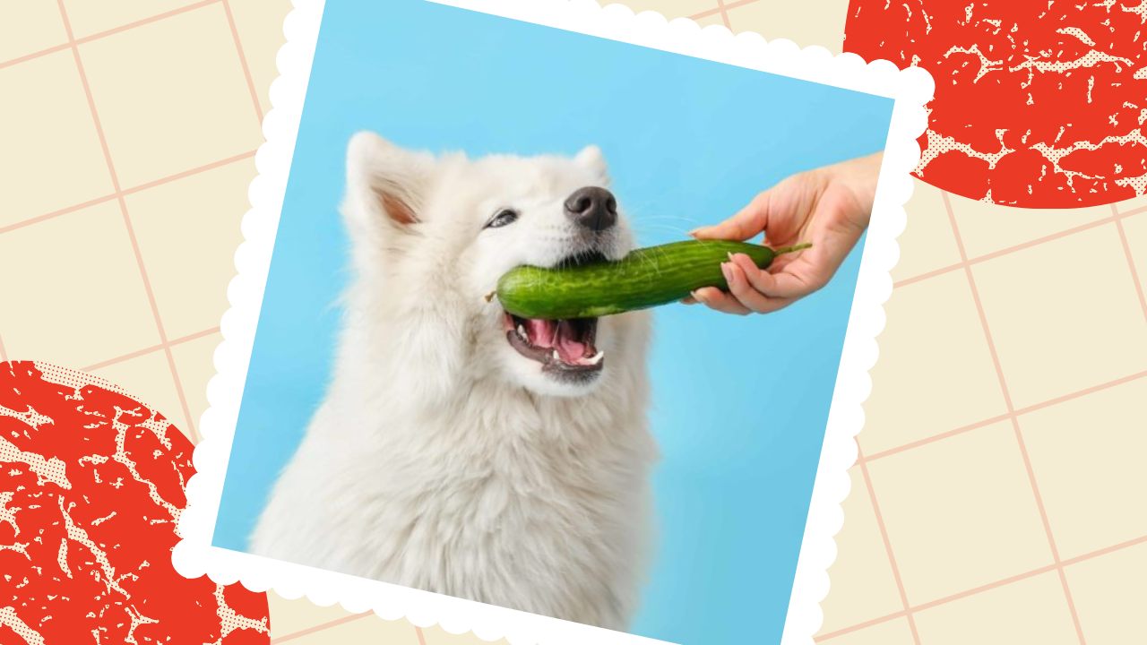 Can Dogs Eat Cucumbers