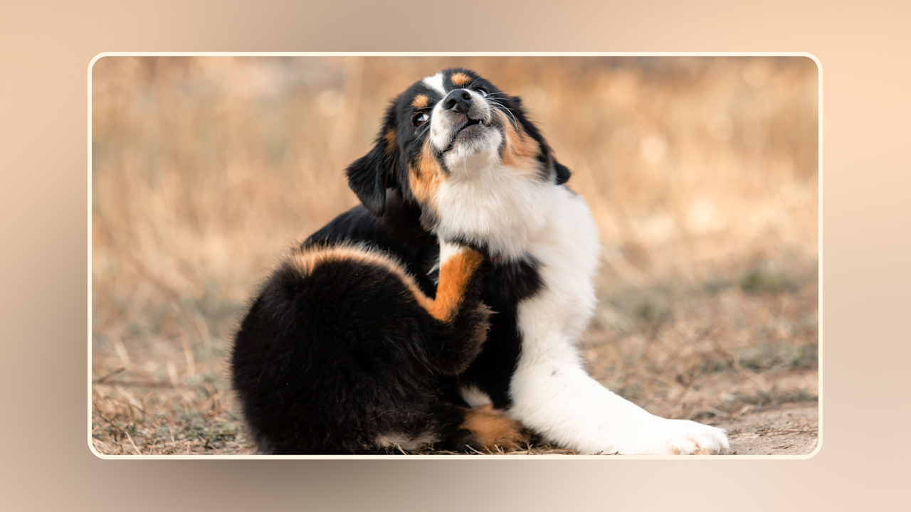 How to Treat Dog Allergies at Home Hero v1(1)