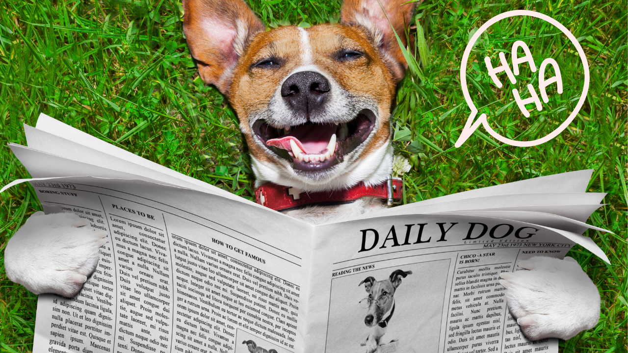 Top 5 Funniest Dog Names 