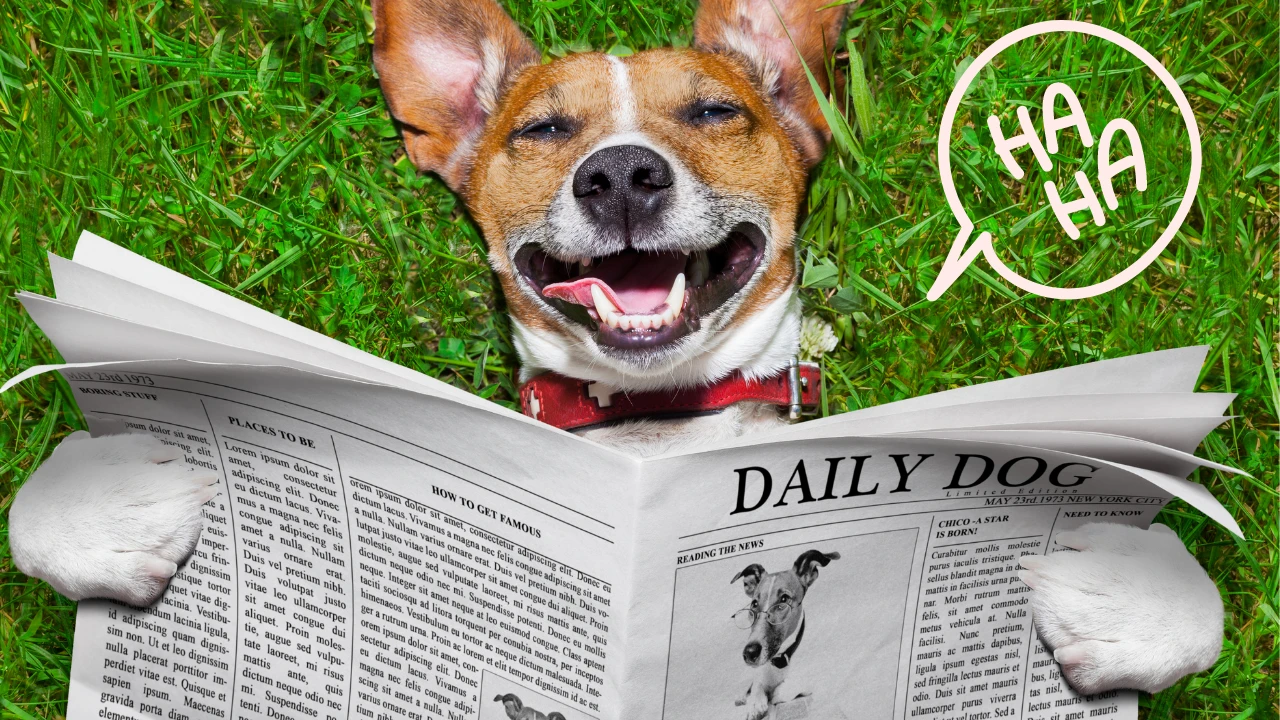 Top 5 Funniest Dog Names 
