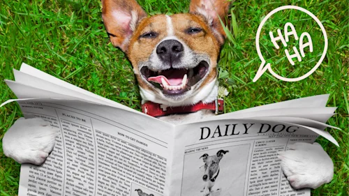 Top 5 Funniest Dog Names