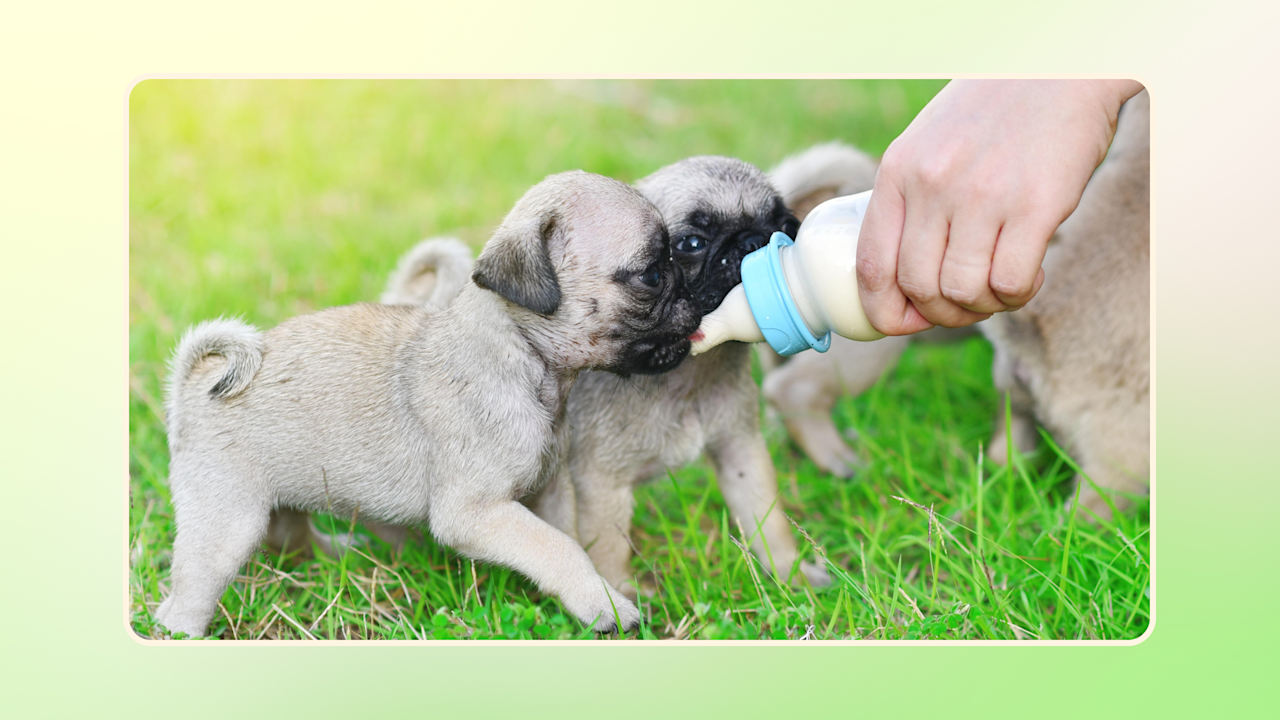 Hero Puppy Feeding Guide v1
