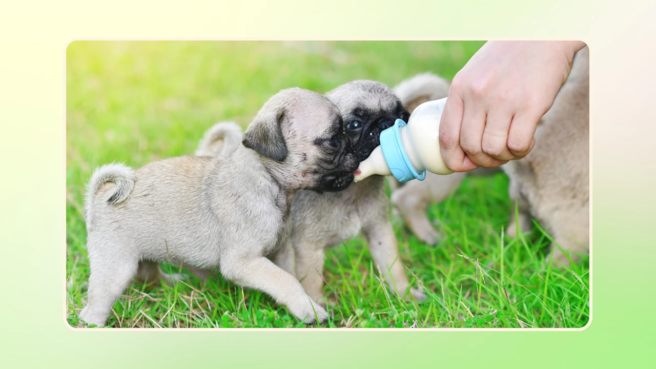 Hero Puppy Feeding Guide v1