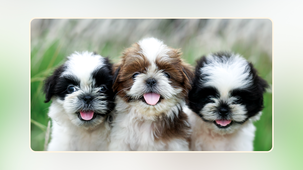 Hero Best Puppy Food for Small Breeds v2