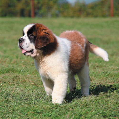 St. Bernard