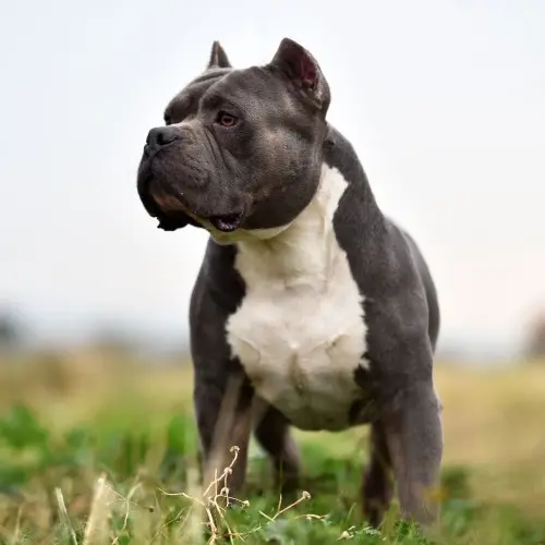 American Bully 