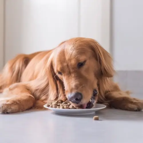 Dog Kibble