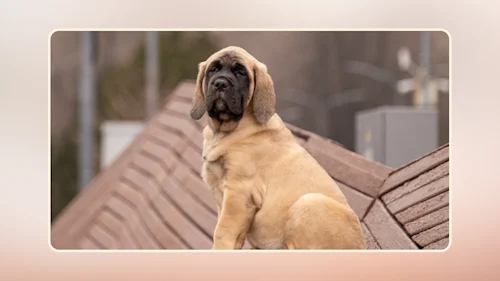 Hero Mastiff Puppy Growth Chart revised