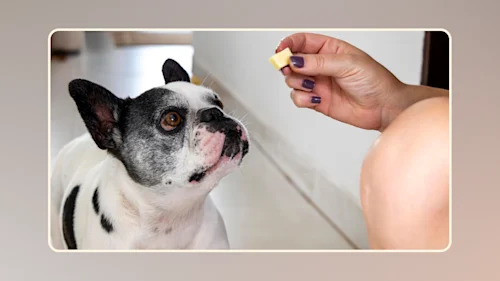 Hero Can Dogs Have Butter v1