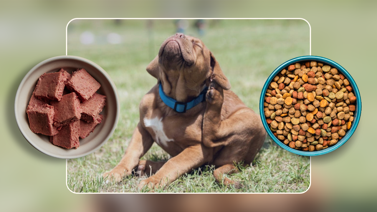 Best Dog Food for Ear Infections A Complete Guide(1)