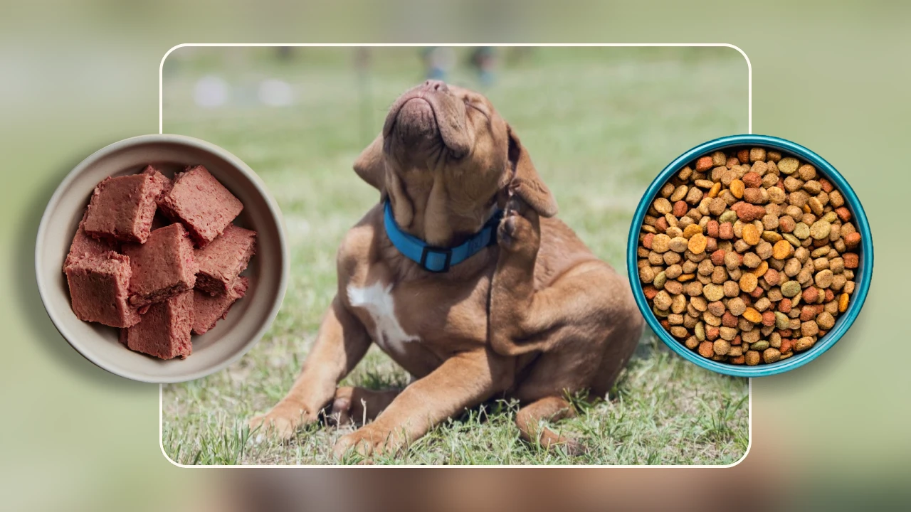 Best Dog Food for Ear Infections A Complete Guide(1)