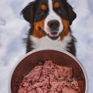 Can Dogs Eat Raw Lamb