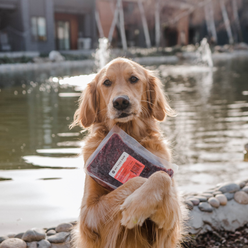 Golden Retriever 