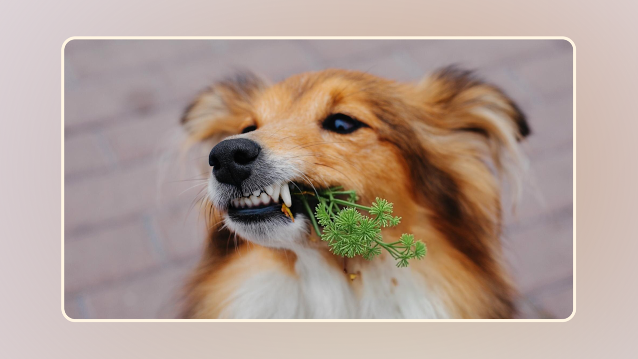Hero Can Dogs Eat Dill v1-1