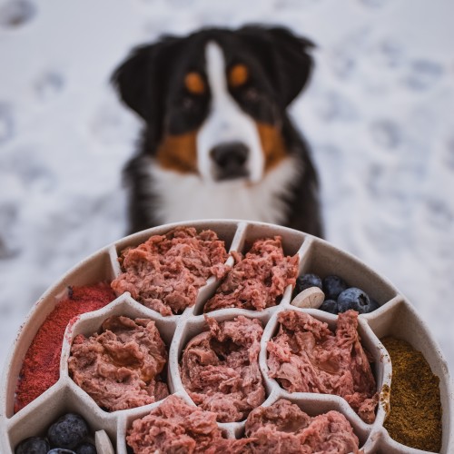 Kibble in morning raw at night dog sale