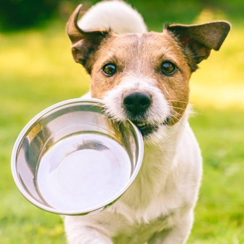 Dog biting on to a metal food bowl