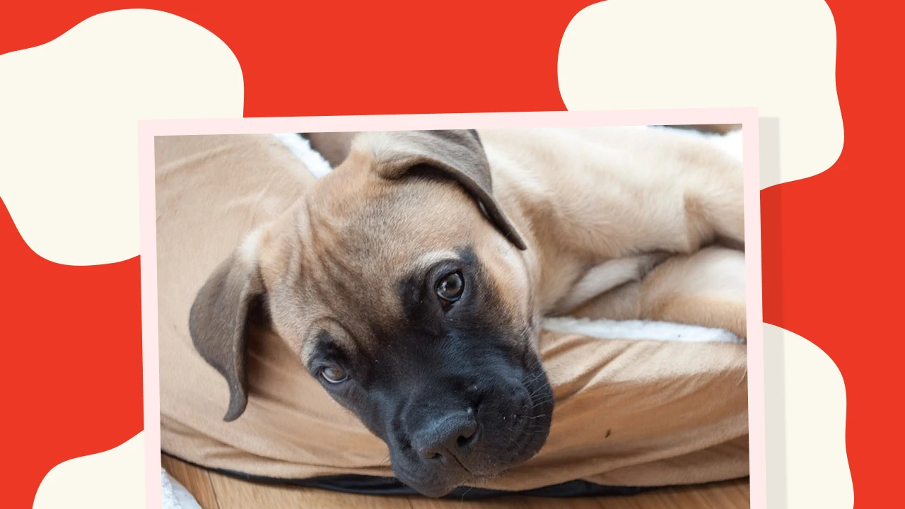 Mastiff Puppy Growth Chart 1280x720