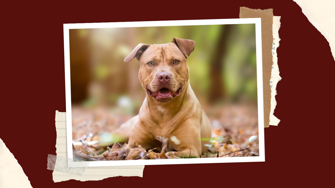 1 Best Dog Food for Pitbulls