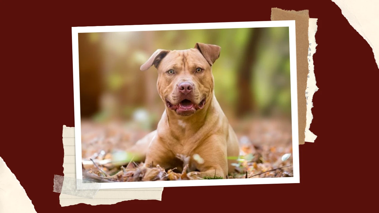 1 Best Dog Food for Pitbulls