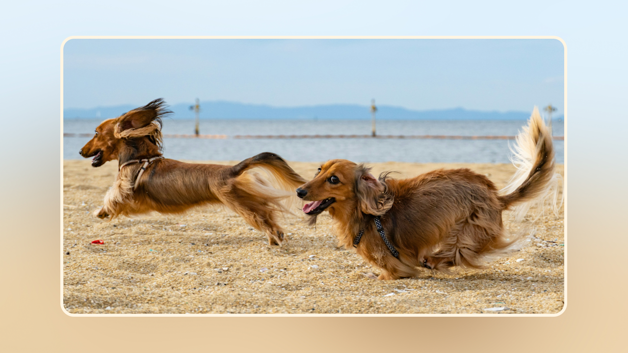 Hero Best Dog Food for Dachshunds v2