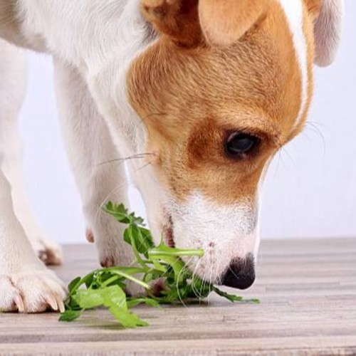 Dog and Spinach