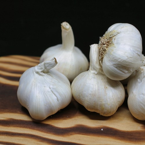 Garlic