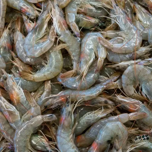 Shrimp
