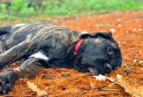 Brindle Mastiff puppy