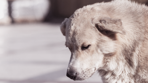 Blog Banner v5