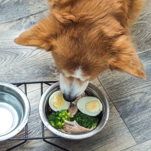 Can-Dogs-Eat-Eggs1